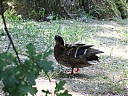 DSCF2106.JPG