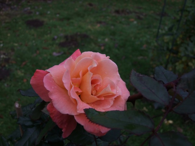 DSCF2936.JPG