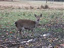 DSCF2898.JPG