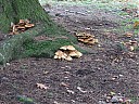 DSCF2932.JPG