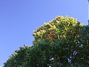 DSCF2710.JPG