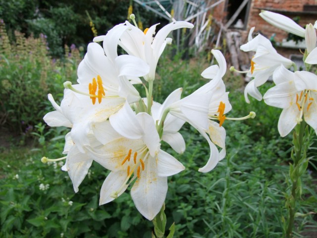 DSCF0820.JPG