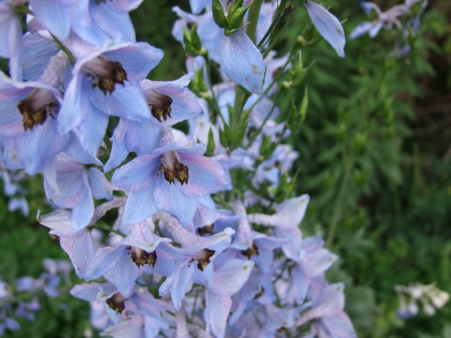 DSCF0822.JPG