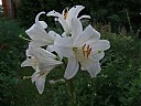 DSCF0819.JPG