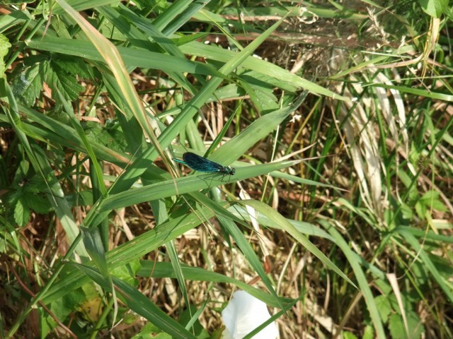 DSCF0846.JPG