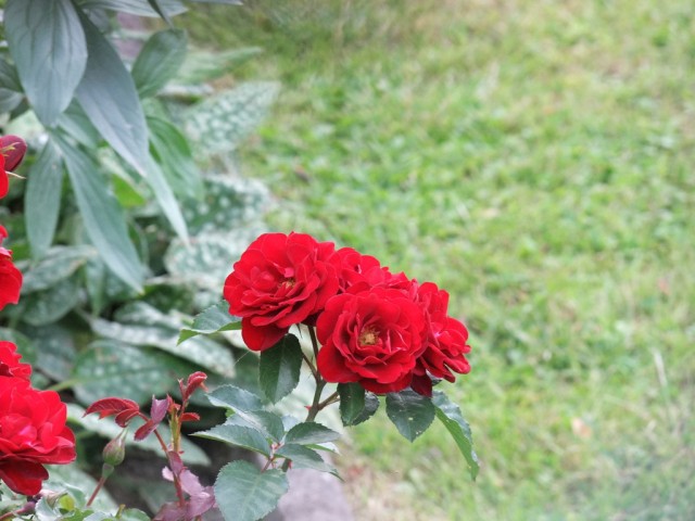 DSCF0849.JPG