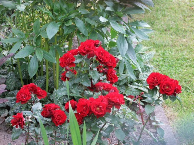 DSCF0850.JPG