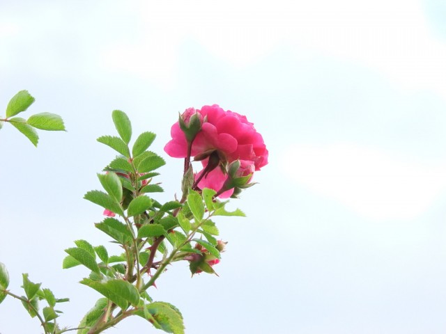 DSCF0855.JPG