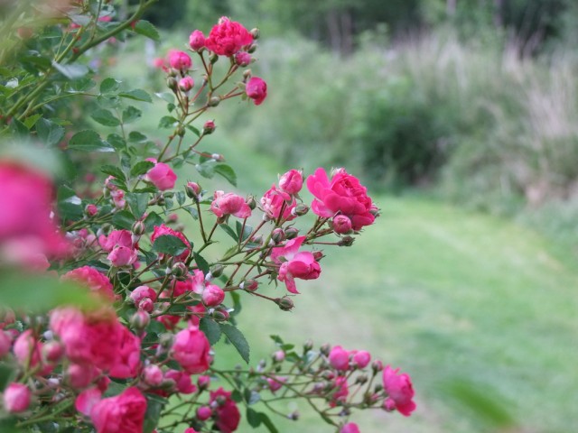 DSCF0856.JPG