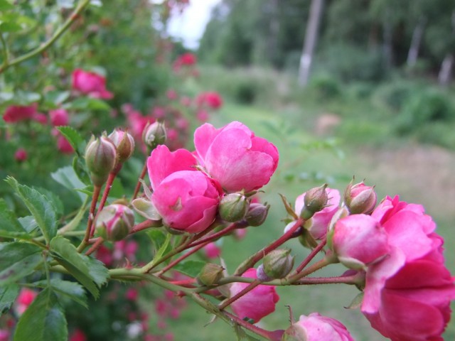 DSCF0857.JPG