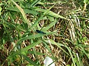 DSCF0846.JPG