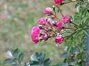 DSCF0853.JPG