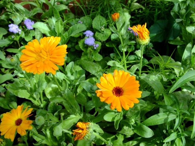 DSCF0878.JPG