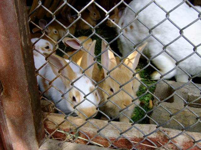 DSCF0883.JPG