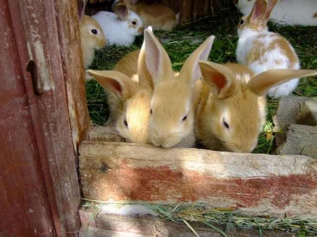 DSCF0895.JPG