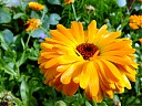 DSCF0880.JPG