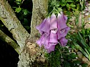 DSCF0881.JPG