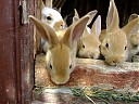 DSCF0886.JPG