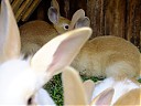 DSCF0887.JPG