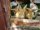 DSCF0895.JPG