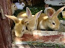 DSCF0896.JPG