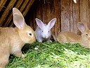 DSCF0907.JPG
