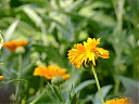DSCF0916.JPG