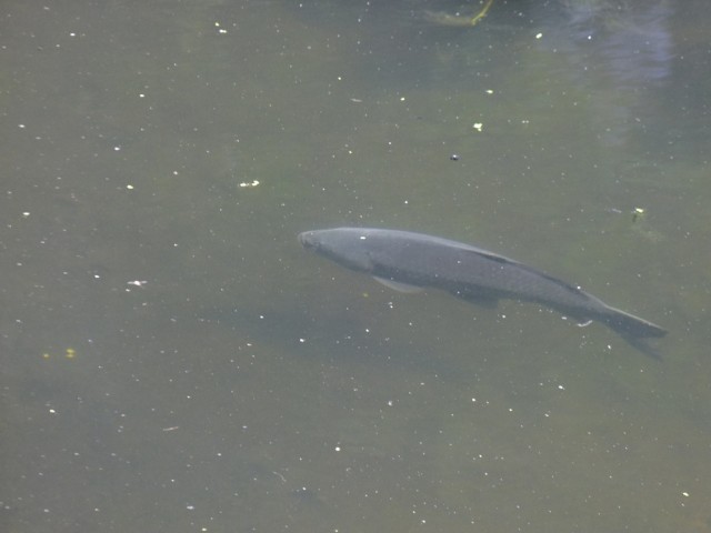DSCF1021.JPG