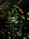 DSCF1006.JPG
