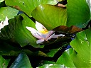 DSCF1010.JPG