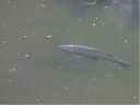 Název souboru=DSCF1021.JPG
Velikost souboru=153KB
Rozměry=1024x768
Datum přidání=12. 07. 2012 DSCF1021.JPG