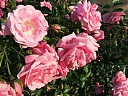 DSCF0740.JPG
