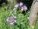 DSCF0777.JPG