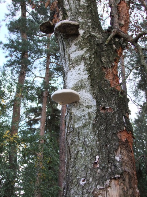 DSCF2617.JPG