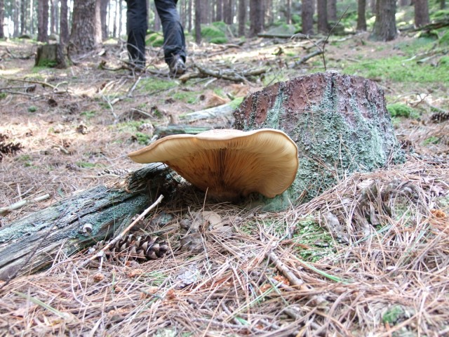 DSCF4338.JPG