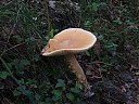 DSCF4265.JPG