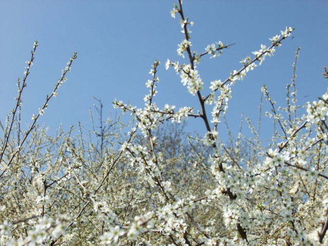 DSCF5329.JPG