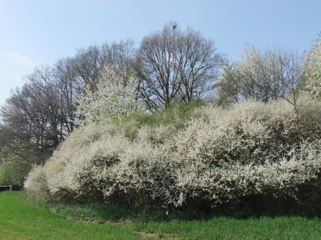 DSCF5331.JPG