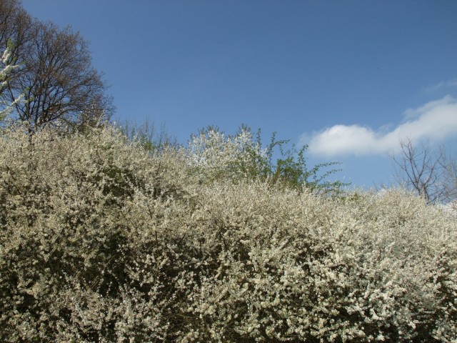 DSCF5337.JPG