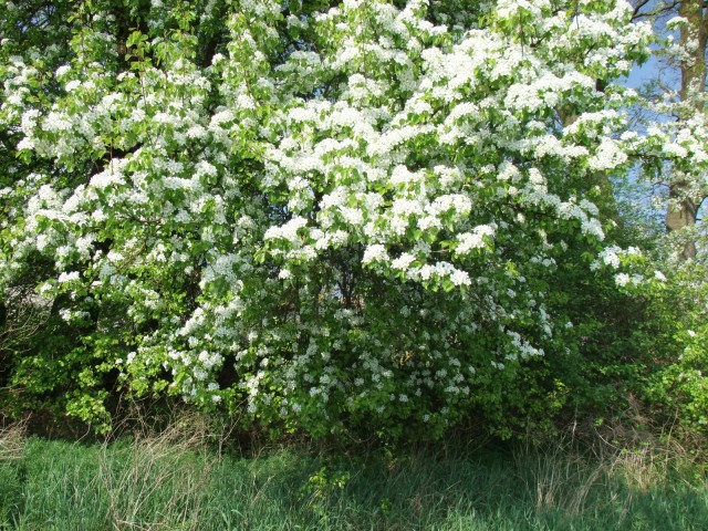 DSCF5341.JPG