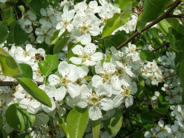 DSCF5346.JPG