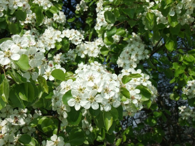 DSCF5347.JPG
