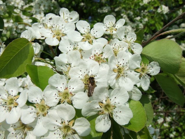 DSCF5348.JPG