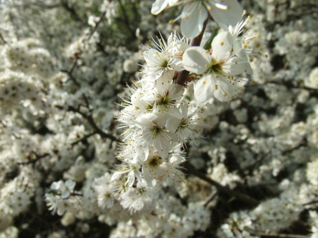 DSCF5356.JPG