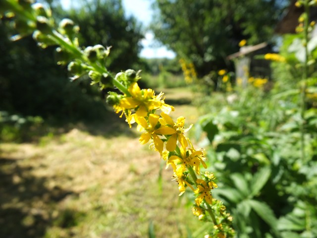 DSCF0639.JPG