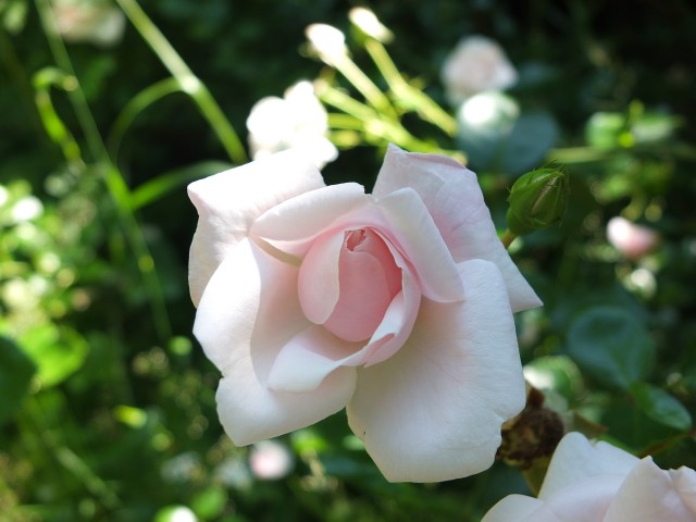 DSCF0644.JPG