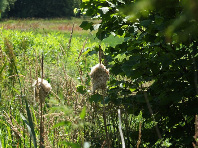 DSCF0662.JPG