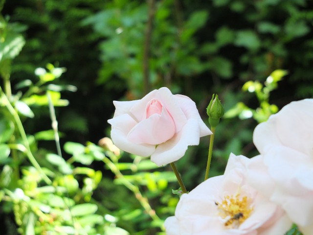 DSCF0666.JPG