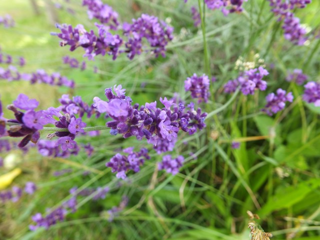 DSCF0679.JPG