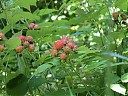 DSCF0667.JPG